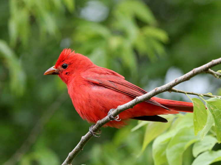 Summer Tanager