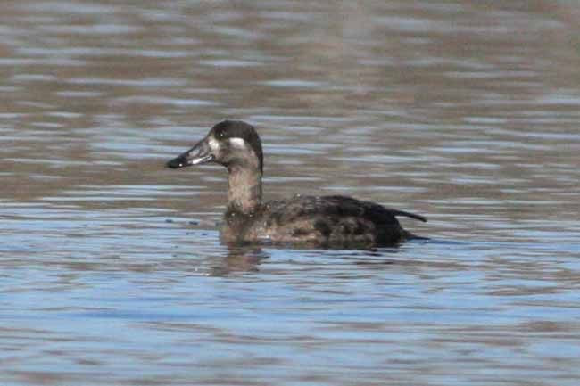 Surf Scoter