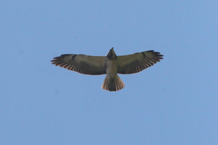 Swainson's Hawk