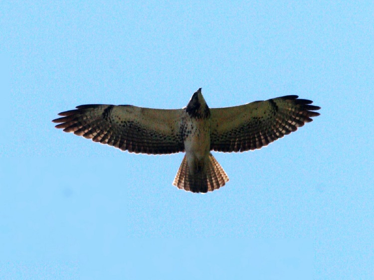 Swainson's Hawk