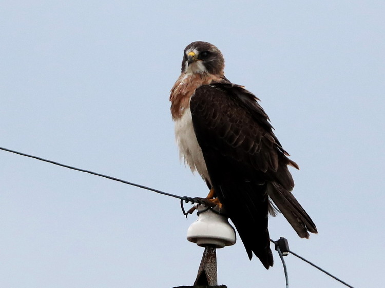 Swainson's Hawk