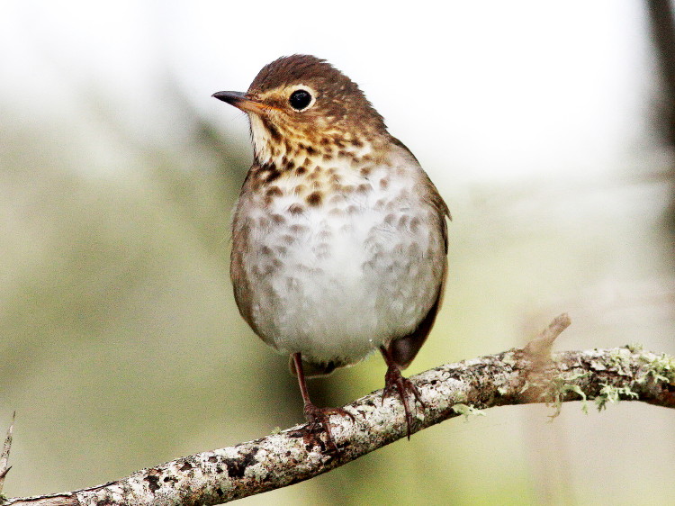 Swainson's Thrush