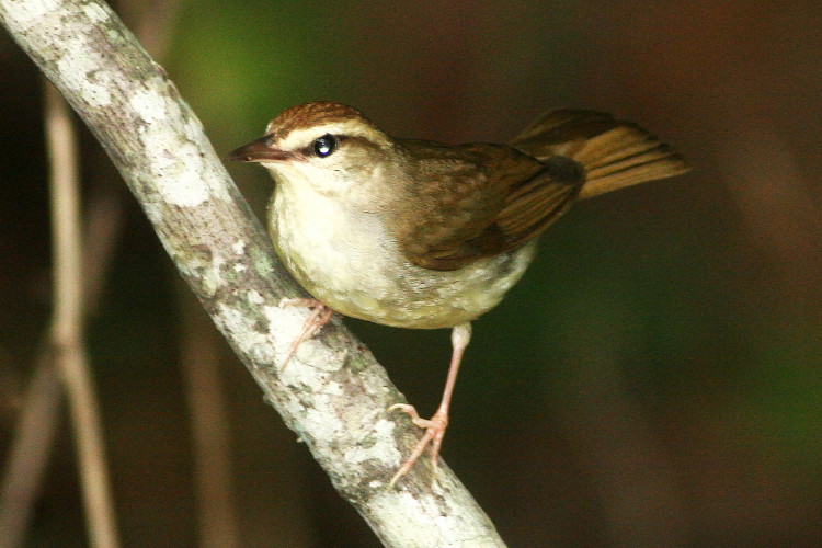 Swainson's Warbler