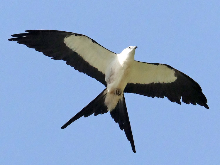 Swallow-tailed Kite