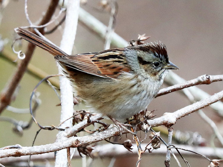 Swamp Sparrow