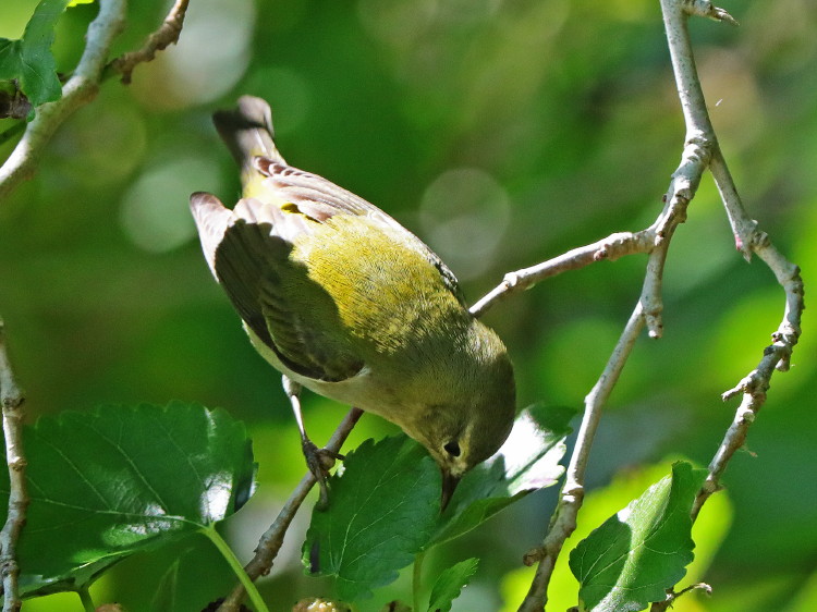 Tennessee Warbler