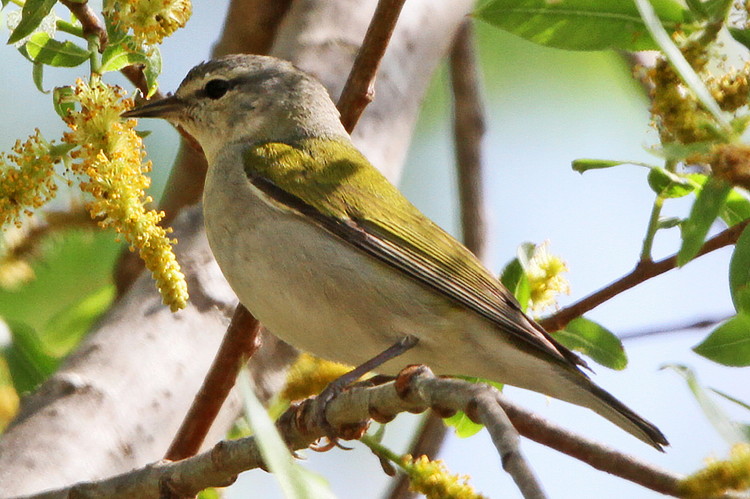 Tennessee Warbler