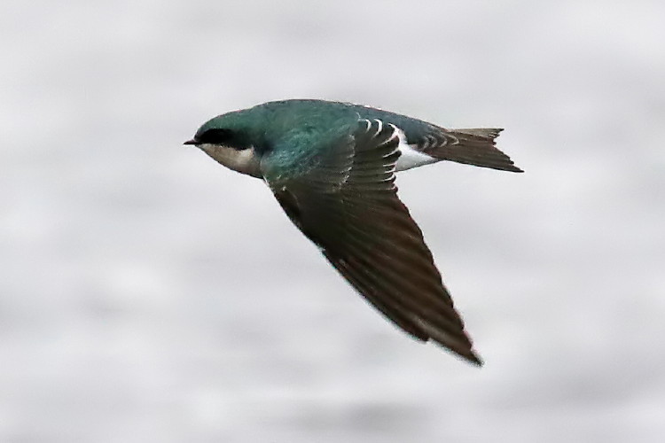 Tree Swallow