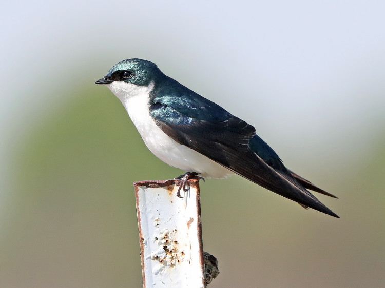 Tree Swallow
