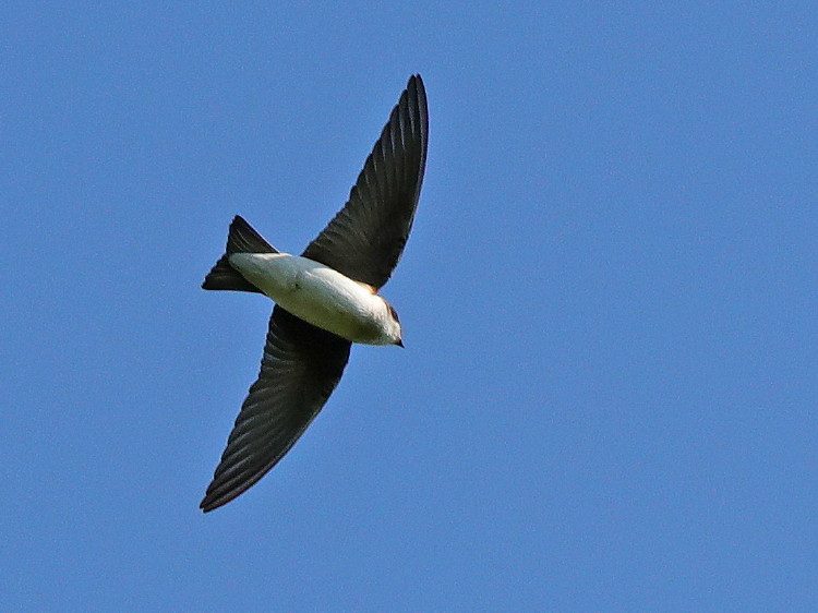 Tree Swallow