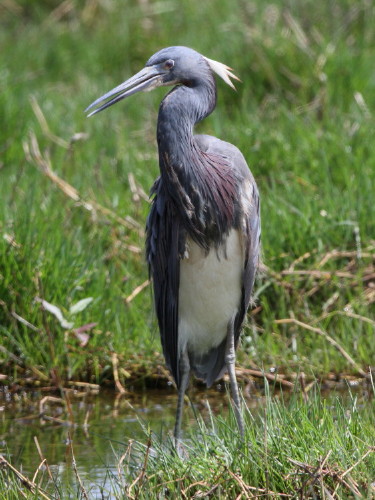 Tricolored Heron