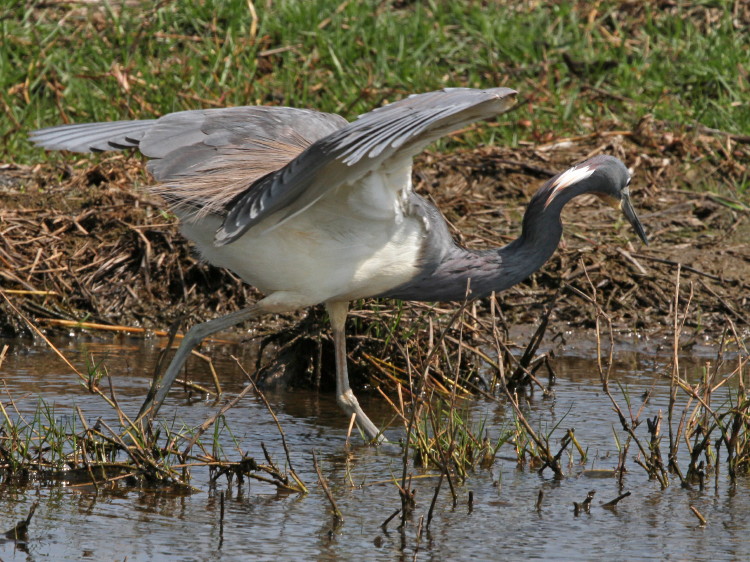 Tricolored Heron