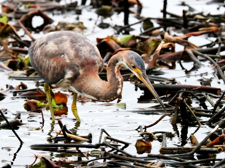 Tricolored Heron