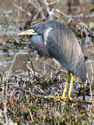 Tricolored Heron