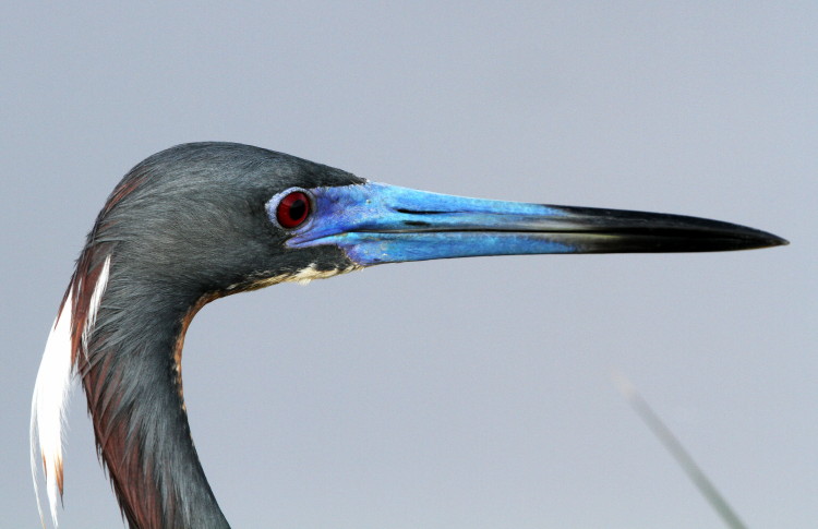 Tri-colored Heron