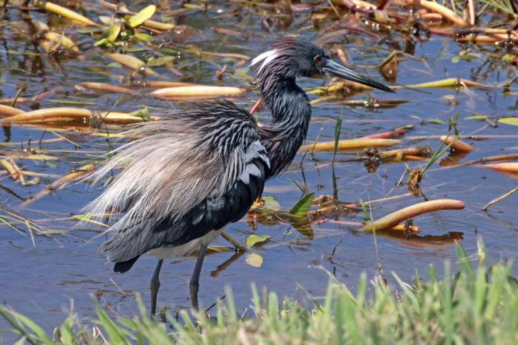 Tricolored Heron