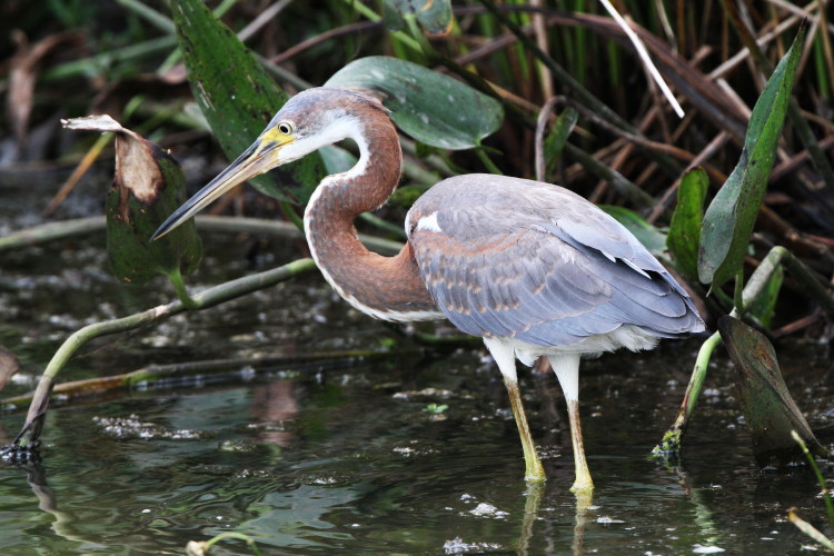 Tricolored Heron