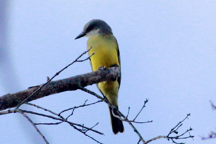 Tropical Kingbird
