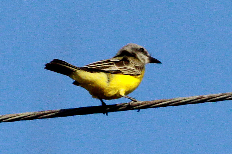Tropical Kingbird