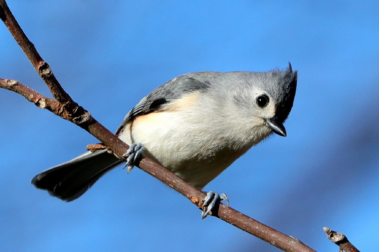 Tufted Titmouse