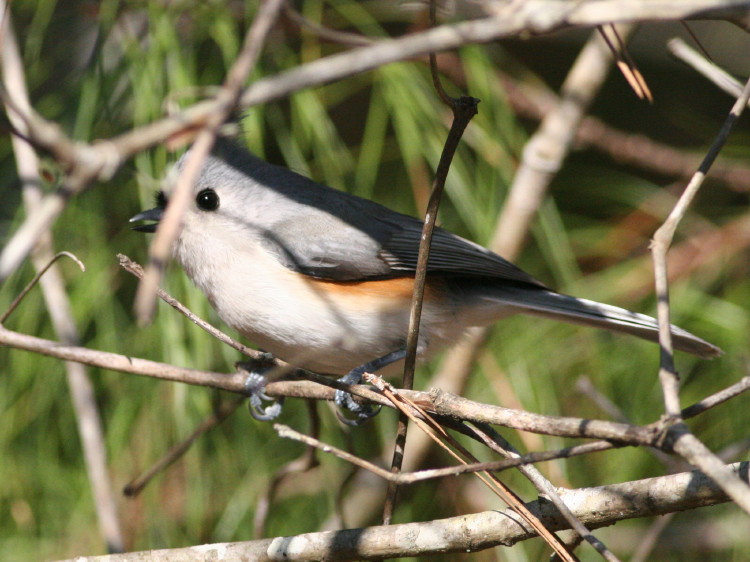 Tufted Titmouse