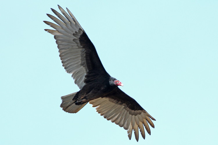 Turkey Vulture