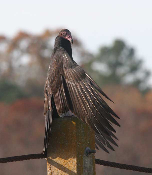 Turkey Vulture