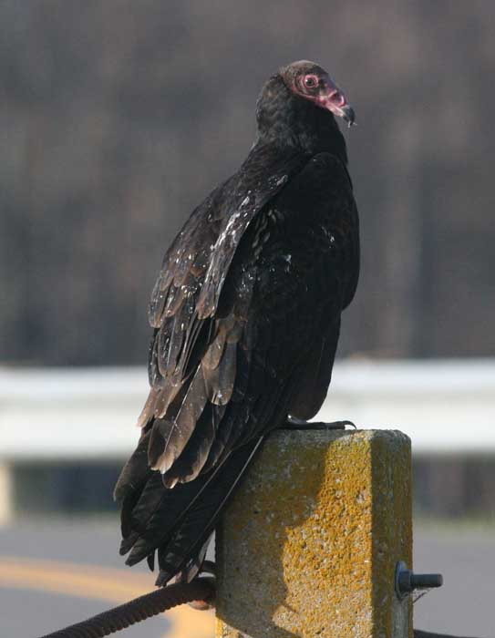 Turkey Vulture