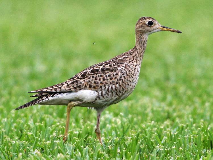 Upland Sandpiper