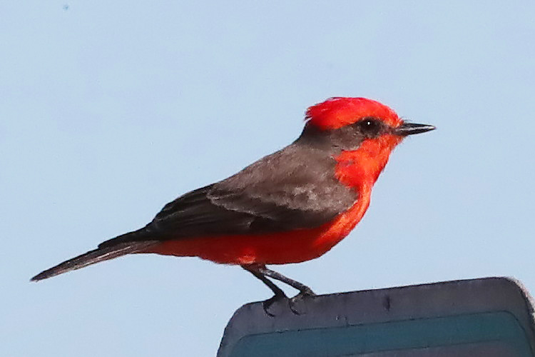 Vermilion Flycatcher