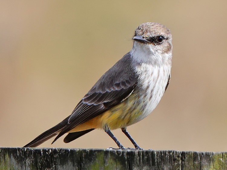 Vermilion Flycatcher