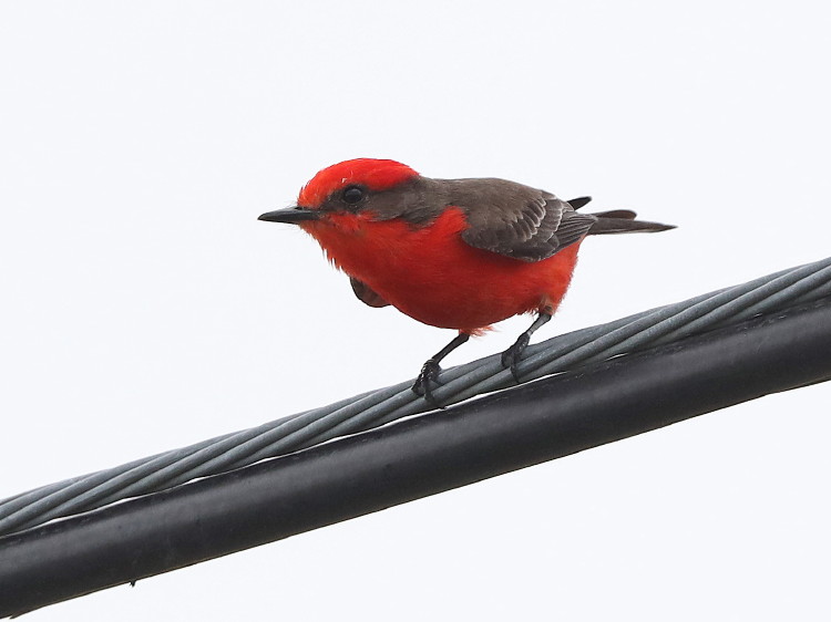 bermilion Flycatcher
