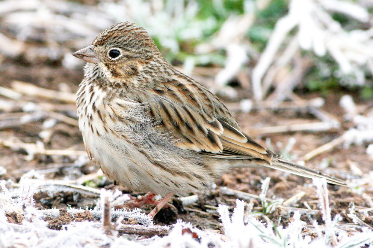Vesper Sparrow