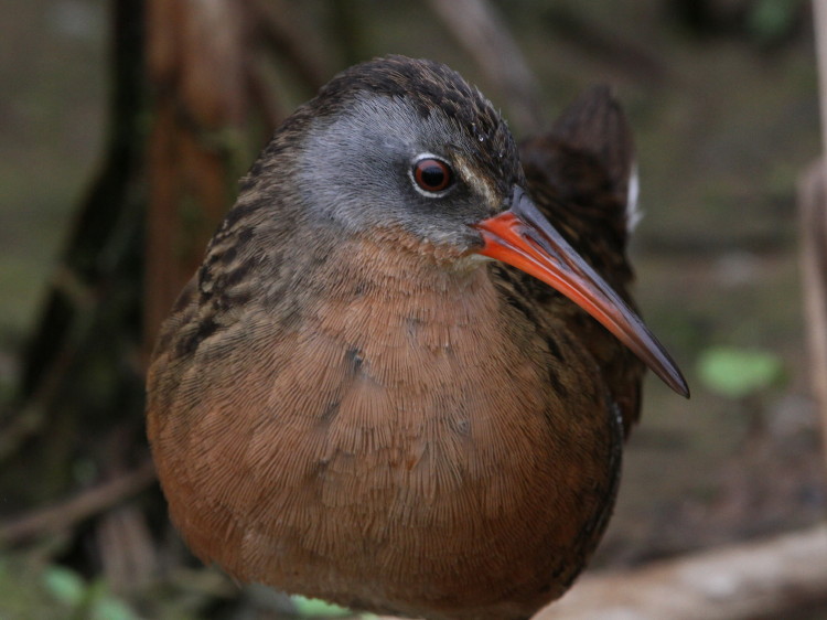 Virginia Rail