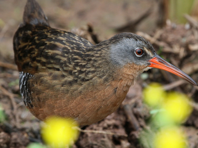 Virginia Rail
