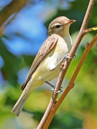 Warbling Vireo