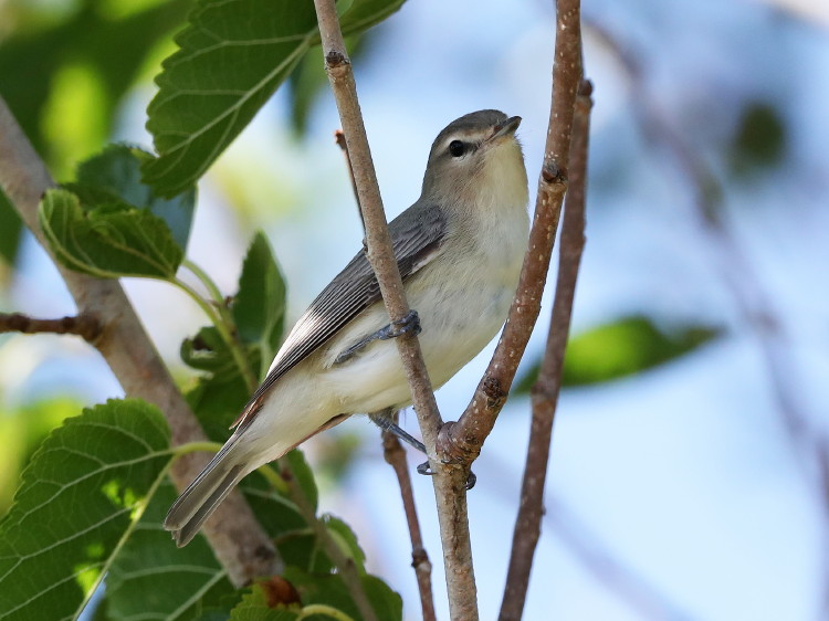 Warbling Vireo