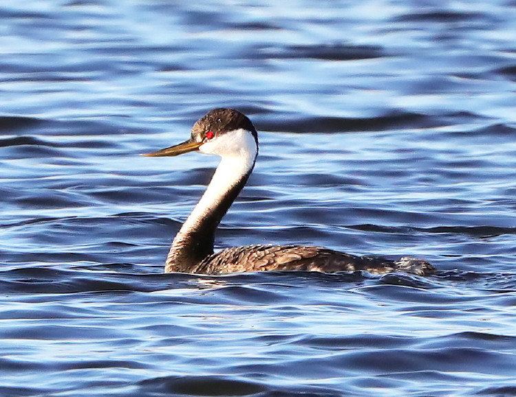 Western Grebe