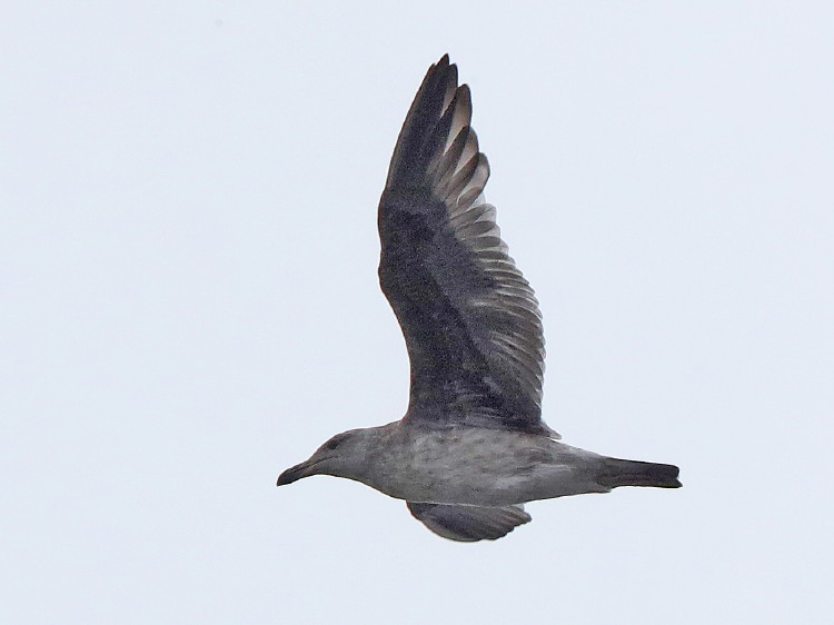 Western Gull