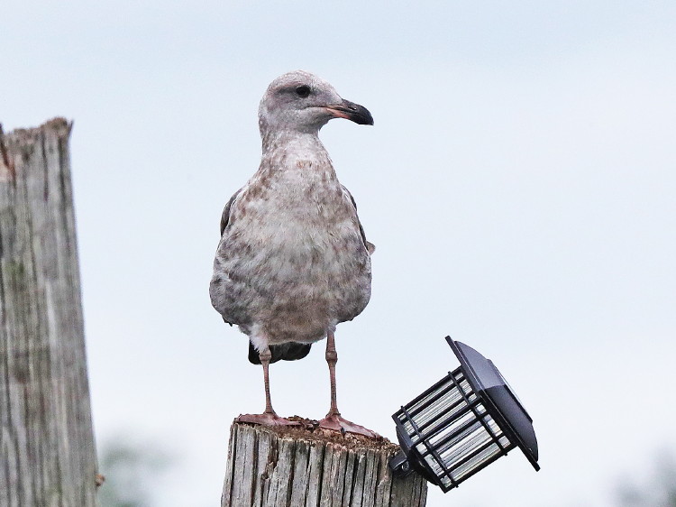 Western Gull