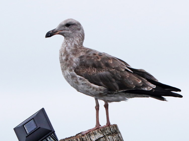 Western Gull