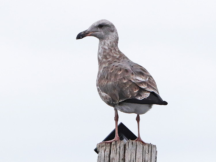 Western Gull