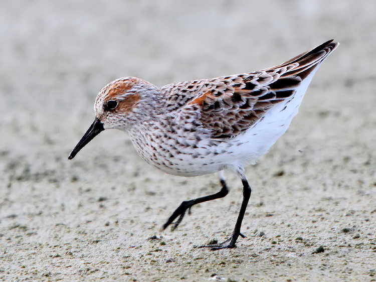 Western Sandpiper