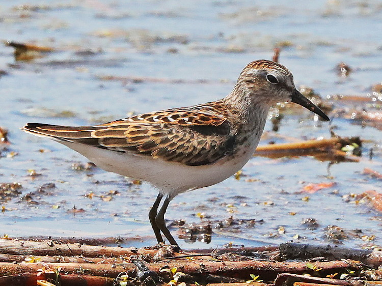 Western Sandpiper