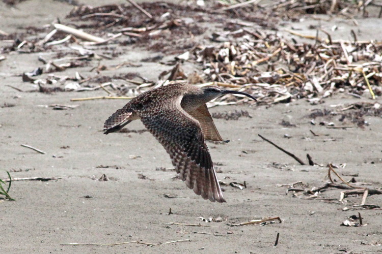 Whimbrel