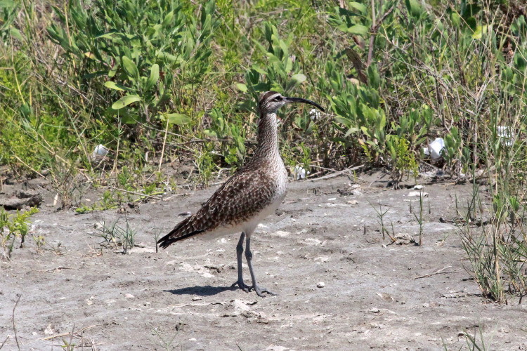 Whimbrel