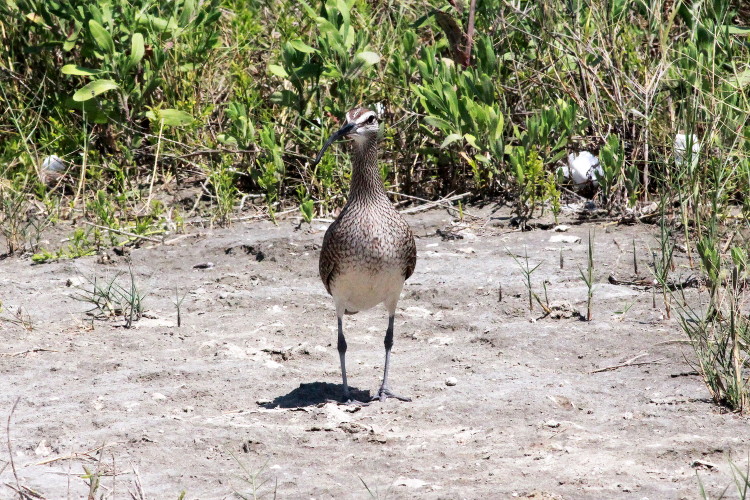 Whimbrel