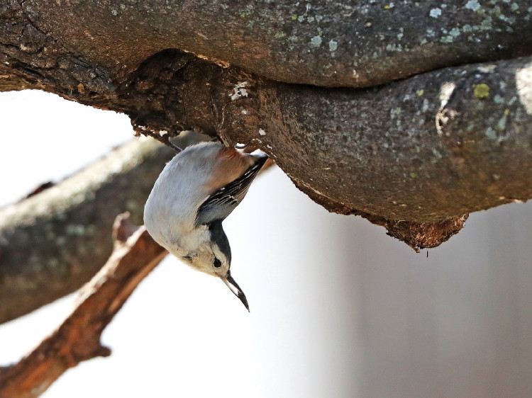 White-breasted Nuthatch