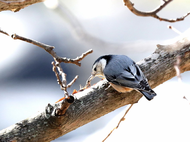 White-breasted Nuthatch