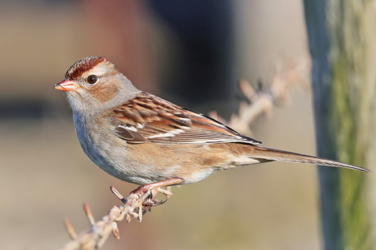 White-crowned Sparrow